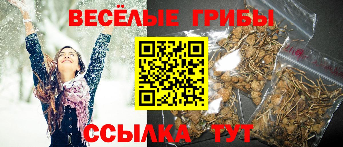 Псилоцибиновые грибы Psilocybe  Вход с VPN  Клинцы  Галлюциногенные грибы Cubensis 